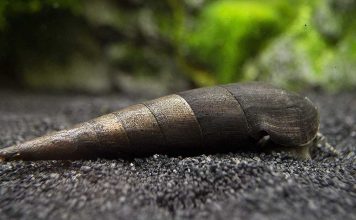 Улитка шип дьявола (Faunus ater) — фото, особенности содержания Шип дьявола