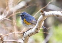 Синехвостка (Tarsiger cyanurus) певчая птица Синехвостка