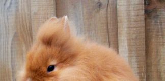 Особенности кормления декоративных кроликов