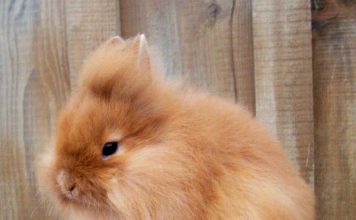 Особенности кормления декоративных кроликов