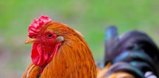 Асимметрия: модный тренд сезона