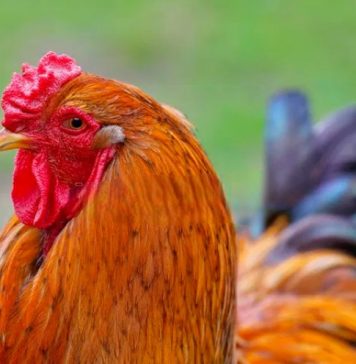 Асимметрия: модный тренд сезона