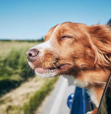 Как путешествовать с питомцем: секреты комфортных приключений на четырех лапах